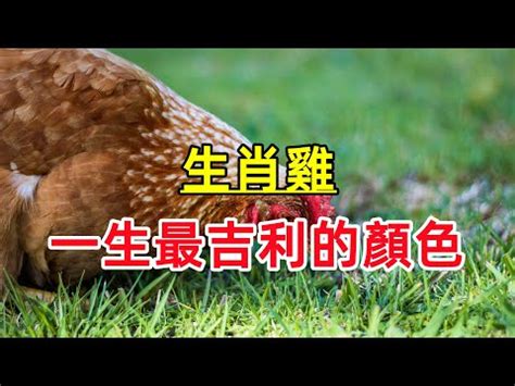 雞顏色|關於「雞」的小知識